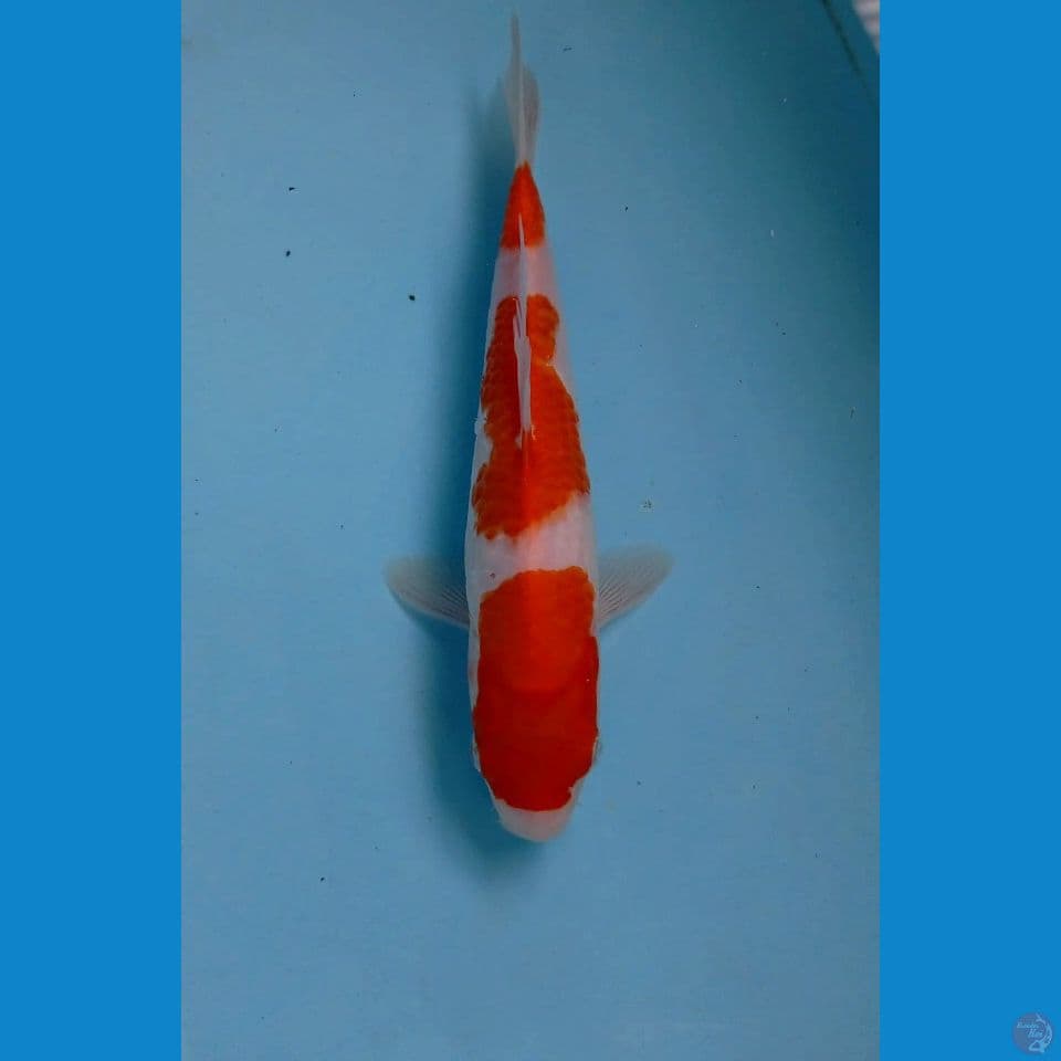 kohaku, 22 cm