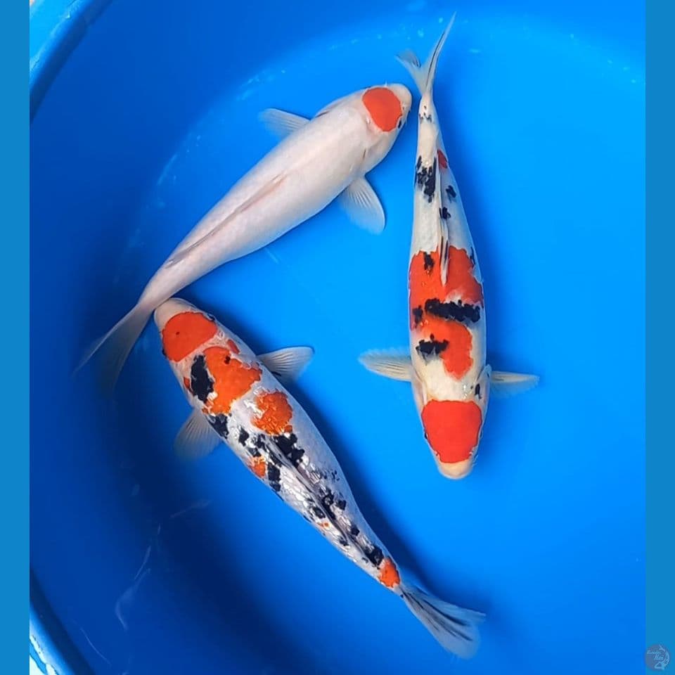 MIX 3 EKOR 29-31CM