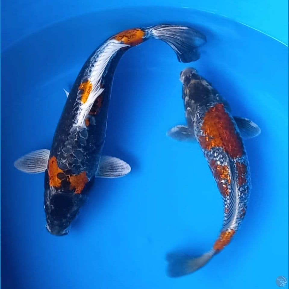 KIKOKURYU & KOGANE GINRIN 29-34CM