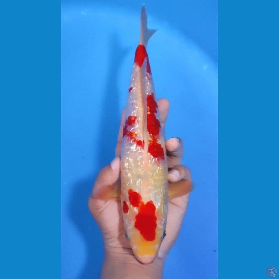 KOHAKU GINRIN 28CM - MALE 