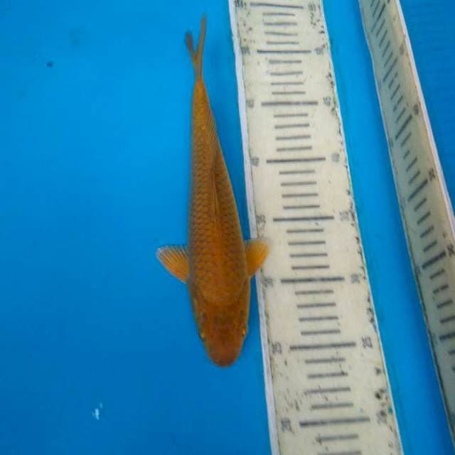 Chagoi 26cm