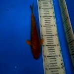 Chagoi 26cm