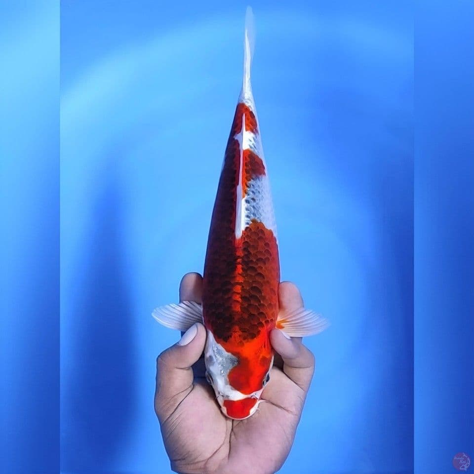 Red kujaku # 31cm - Female