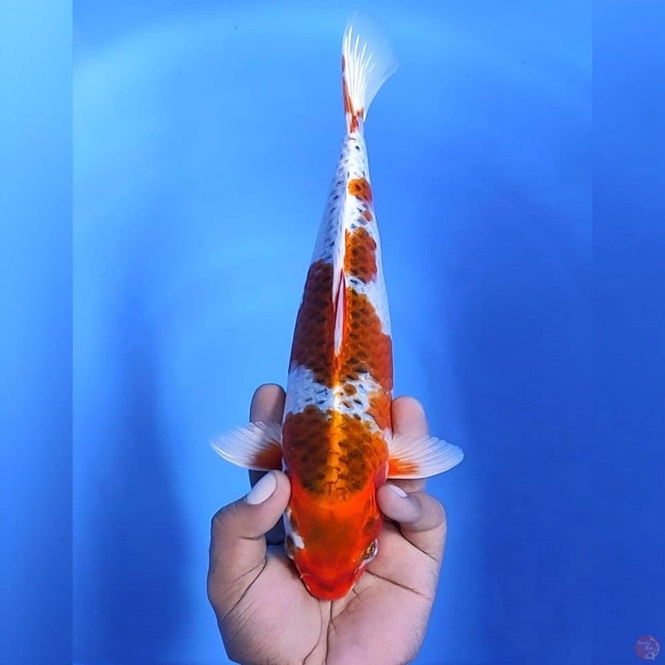 Kujaku # 30cm - Female