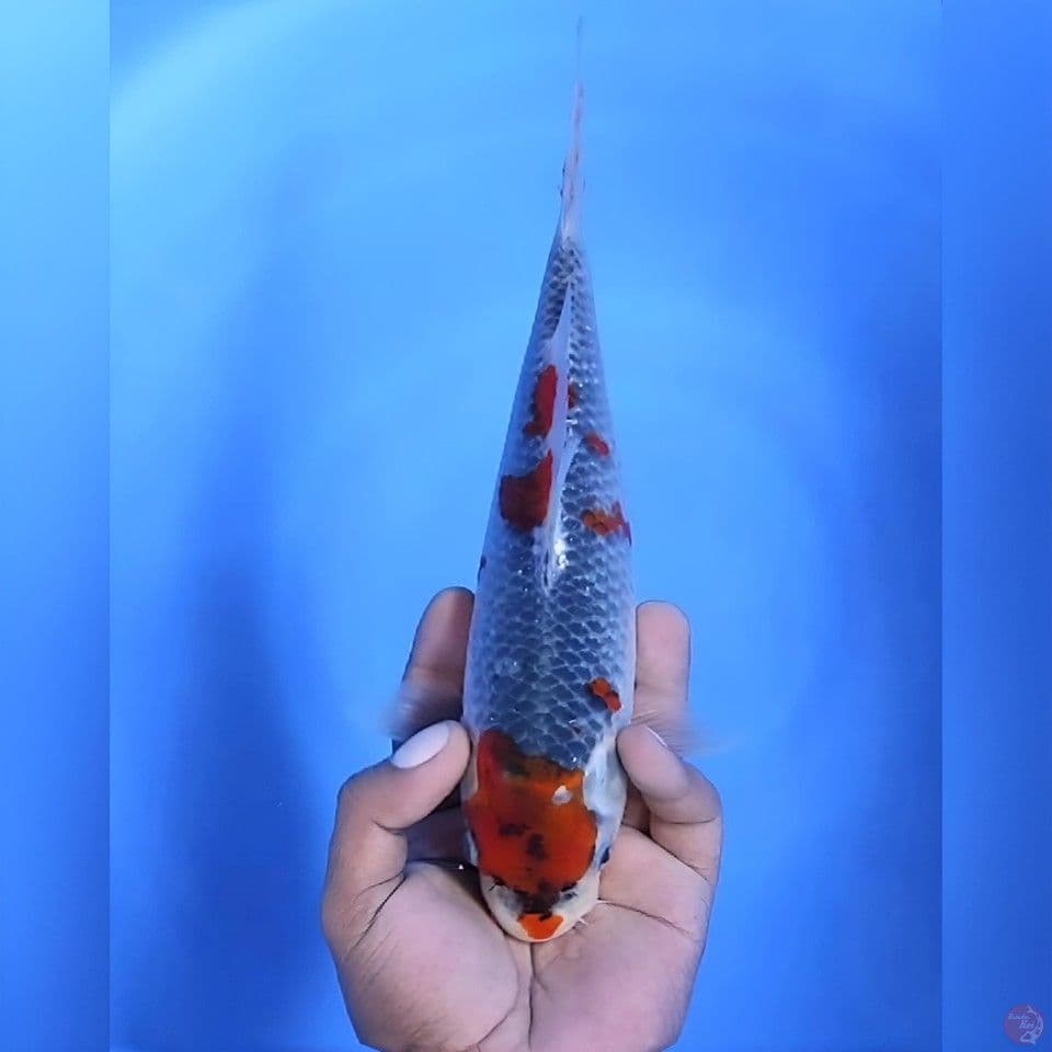 Goshiki # 27cm - female