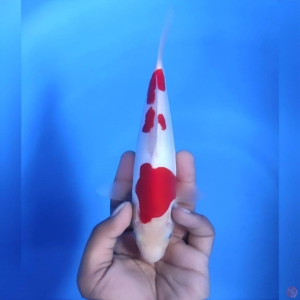 Kohaku doitsu murni # 22cm - female 