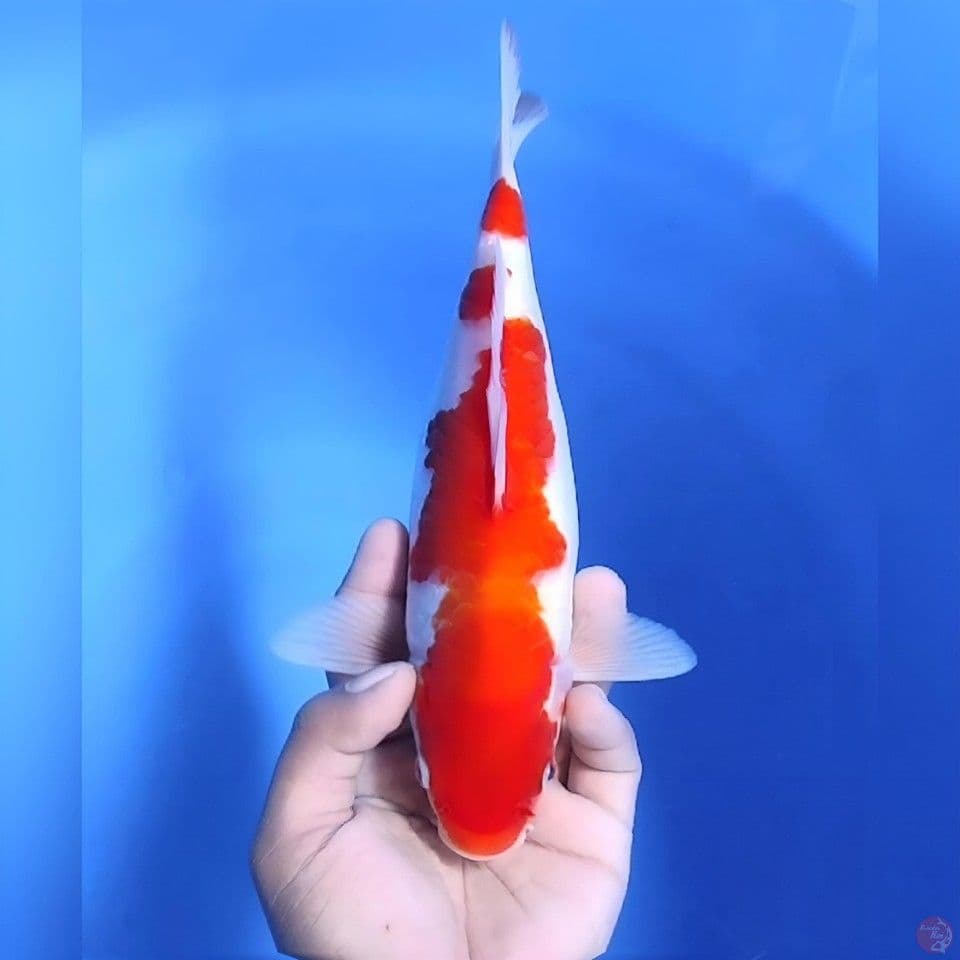 Kohaku. # 28cm - Male