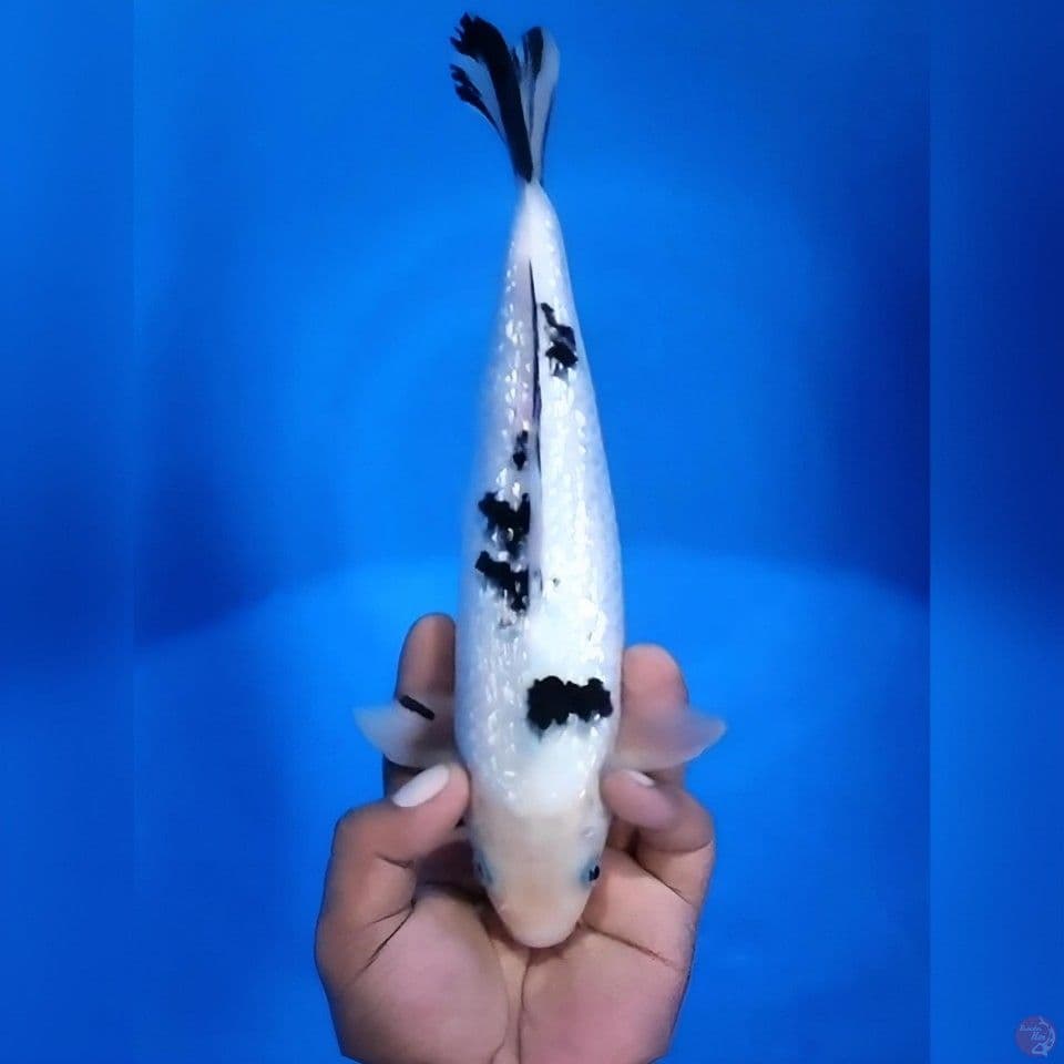 Bekko ginrin # 27cm - Female