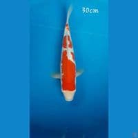 Kohaku 30cm