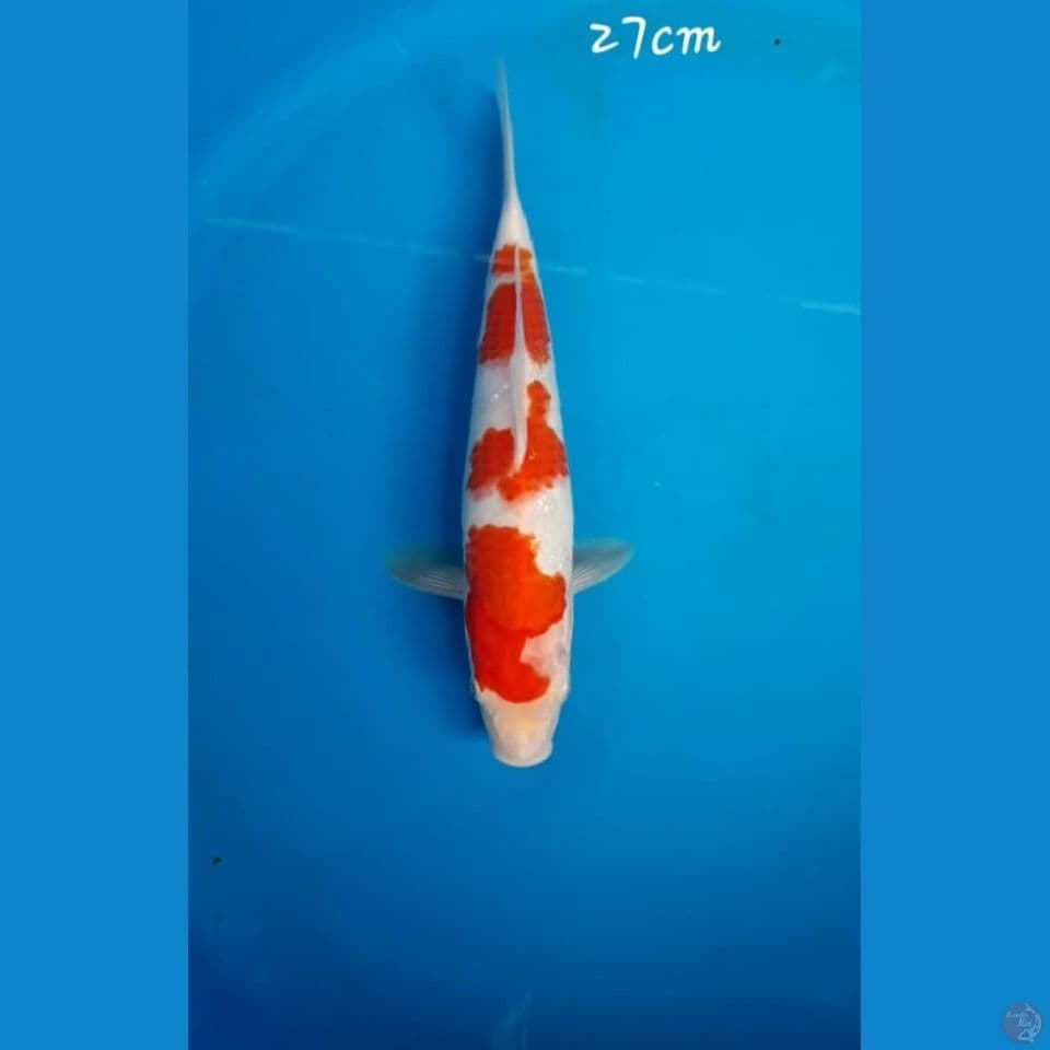 Kohaku 27cm