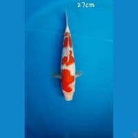 Kohaku 27cm