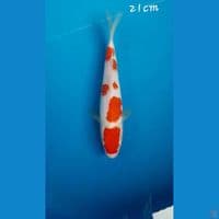 Kohaku 21cm