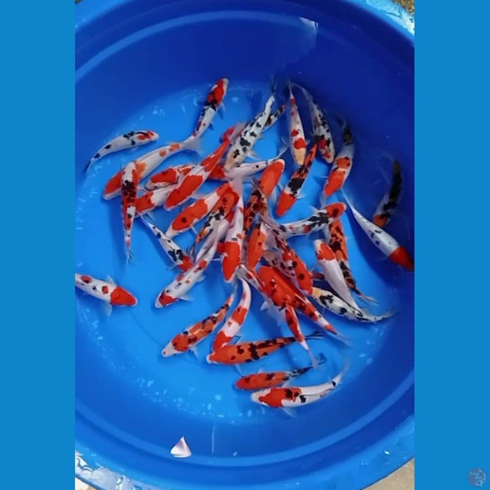 PAKET 40 EKOR 15-23 CM ORIGINAL SEMUA