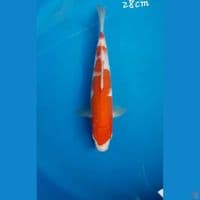 Kohaku 28cm