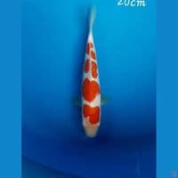 Kohaku 20cm