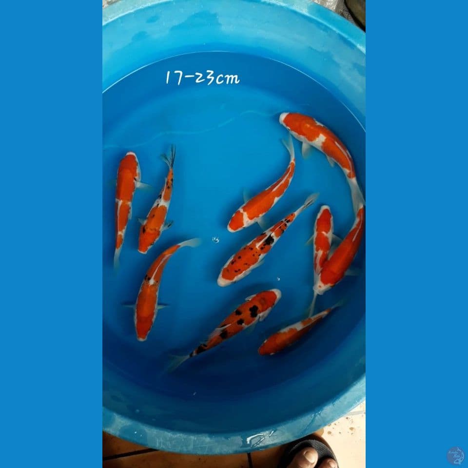 Mix 10ekor 17-23cm