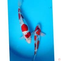 BENIKIKO ( 2 EKOR )29,35 CM