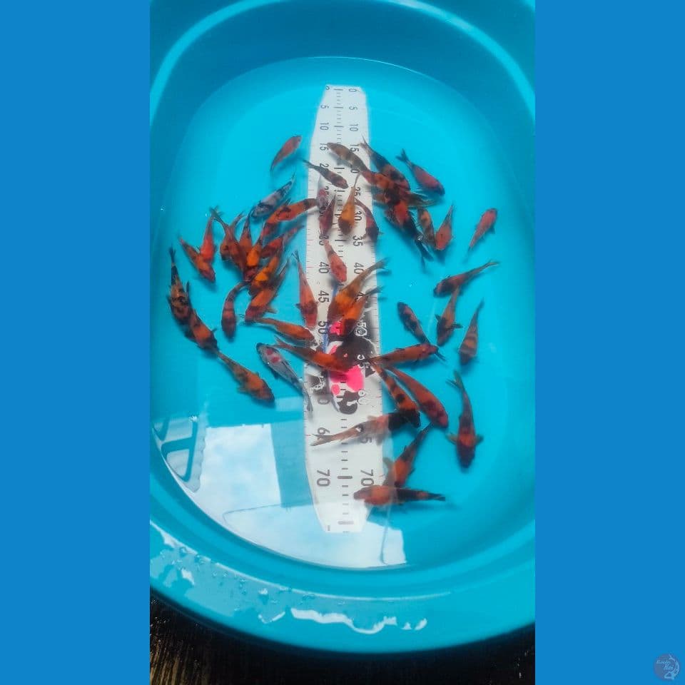 Paket Mix Showa Siro Utsuri 50ekor™
