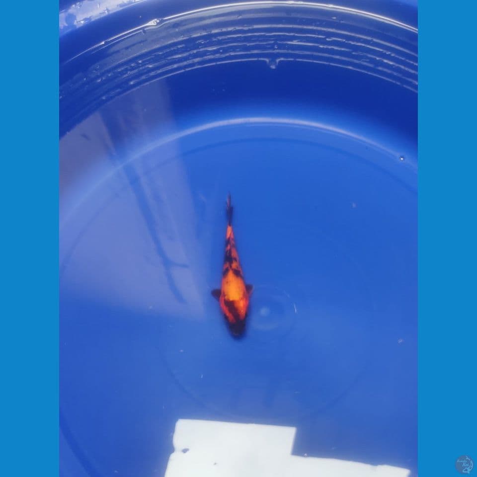 Hi-Utsuri Bahan Keep HQ 12cm™