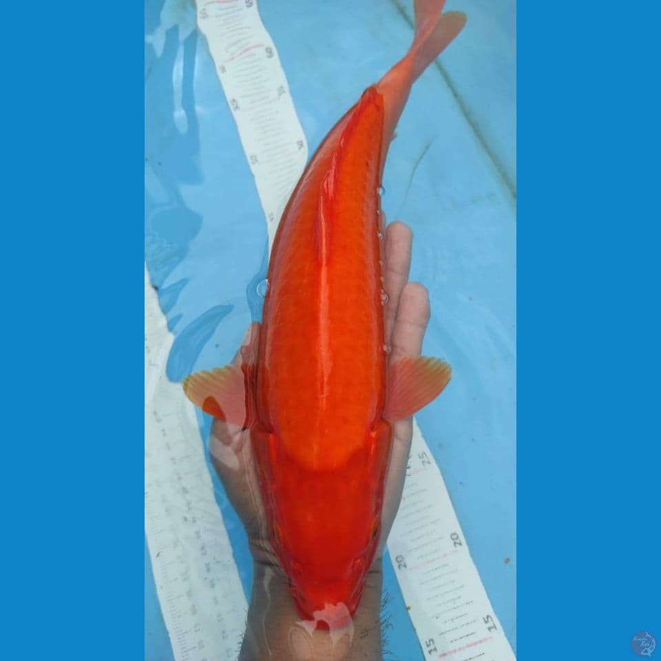 red karsai 38cm
