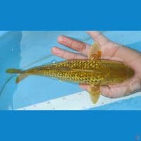 midori 26cm