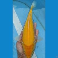 karasi 30cm