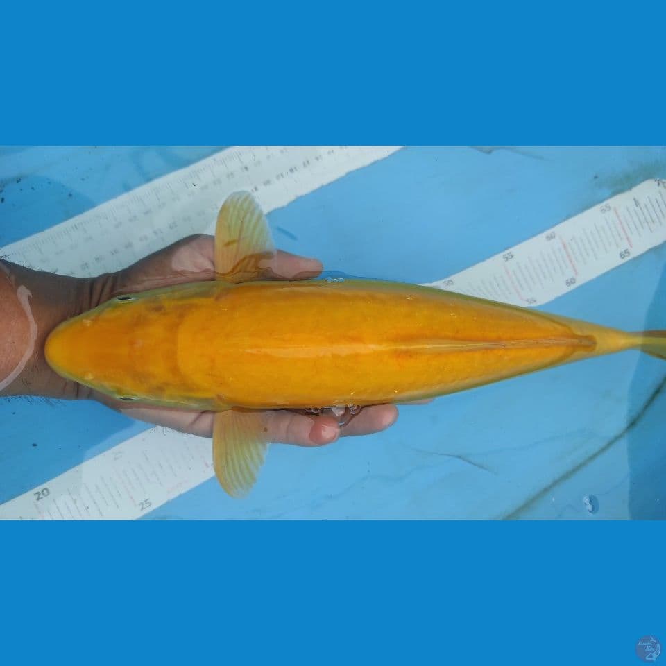 karasi 40cm