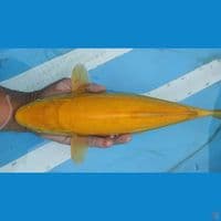 karasi 40cm