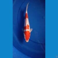 kohaku strong