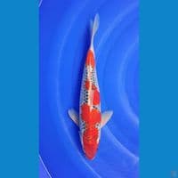 GOSHIKI RACING 34cm