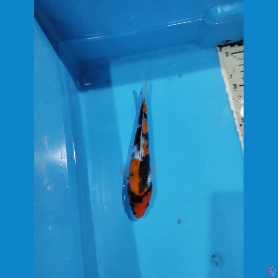 showa 21cm