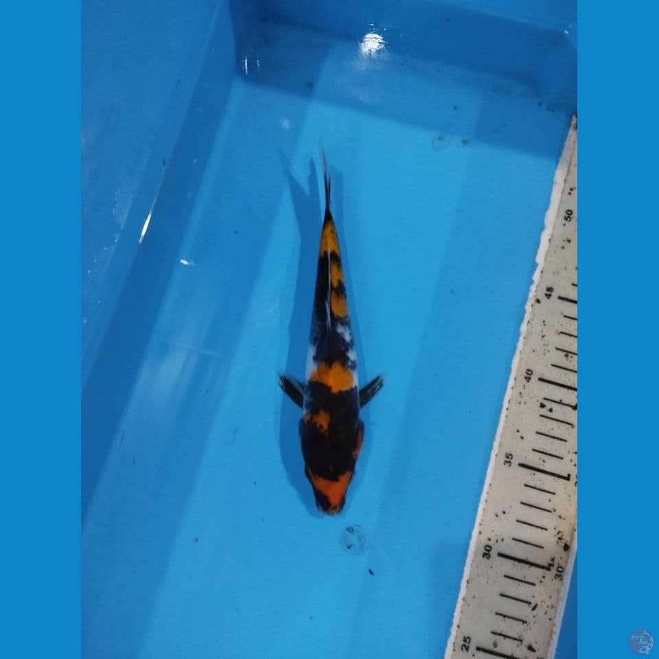 showa 21cm