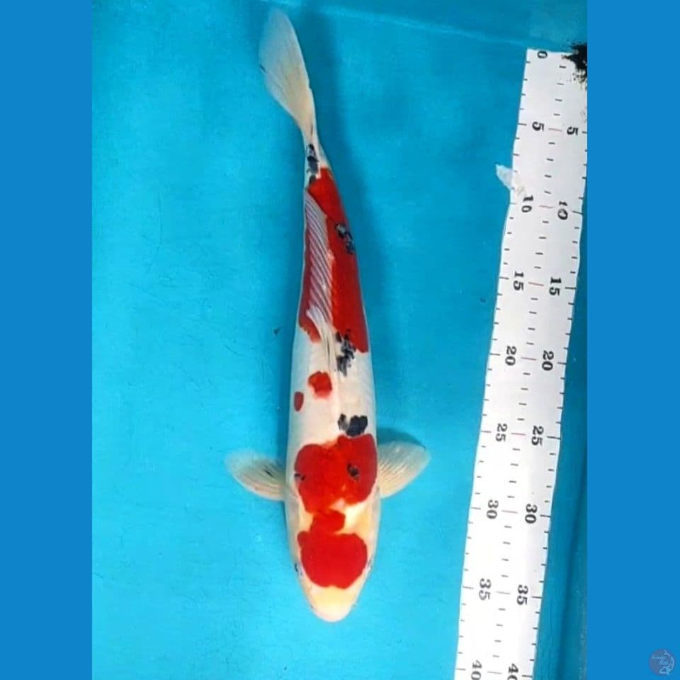 Doitsu sanke 36cm