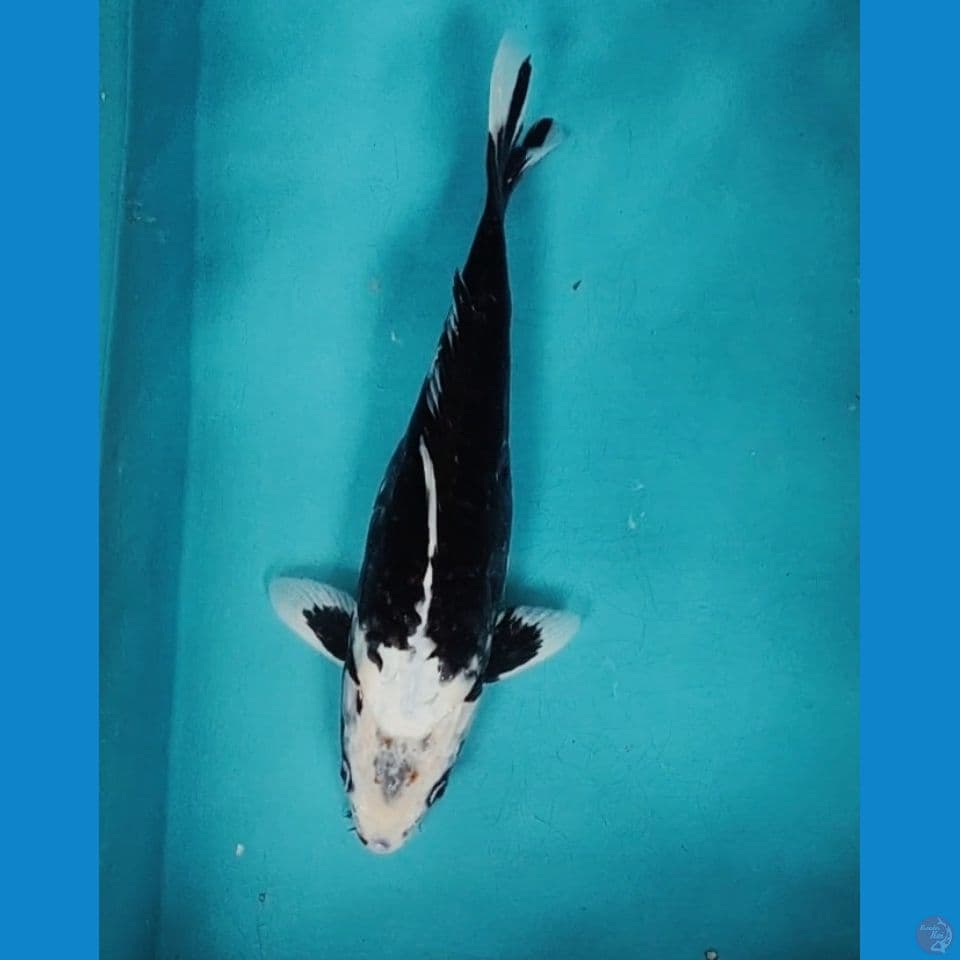 black kawarimono 34cm.fm