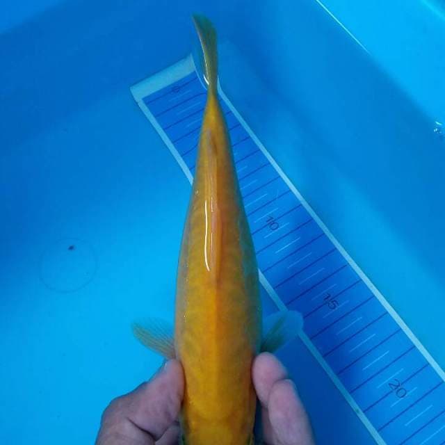 Karashi
