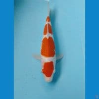 kohaku 25cm