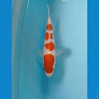 kohaku 20cm
