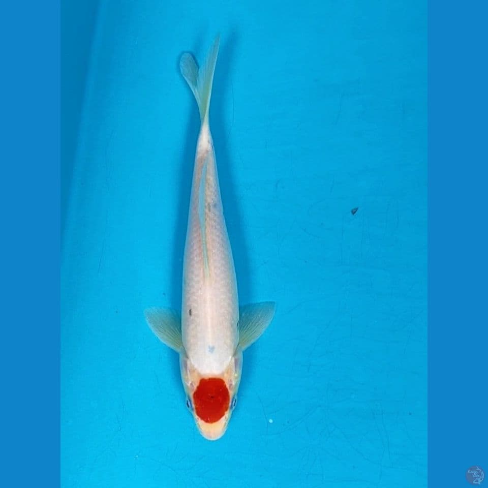Tancho Sanke Ori 23cm Male