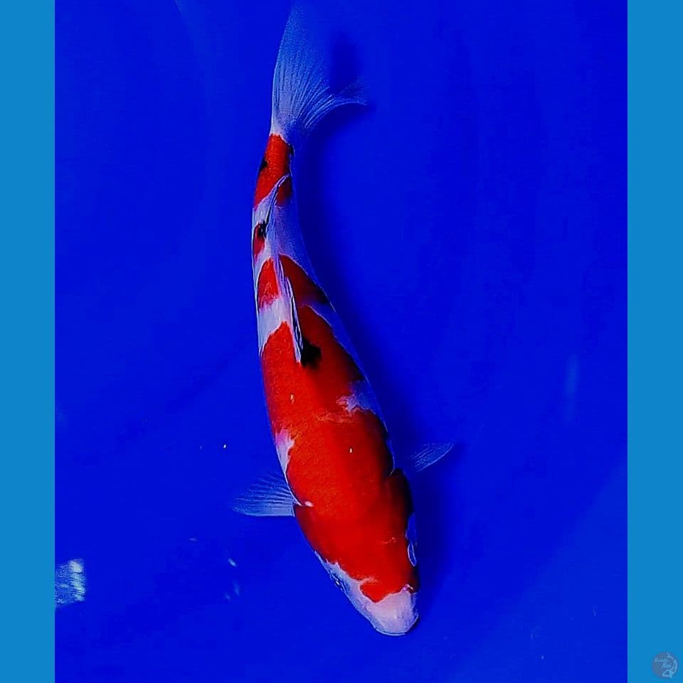 30cm red strong sanke