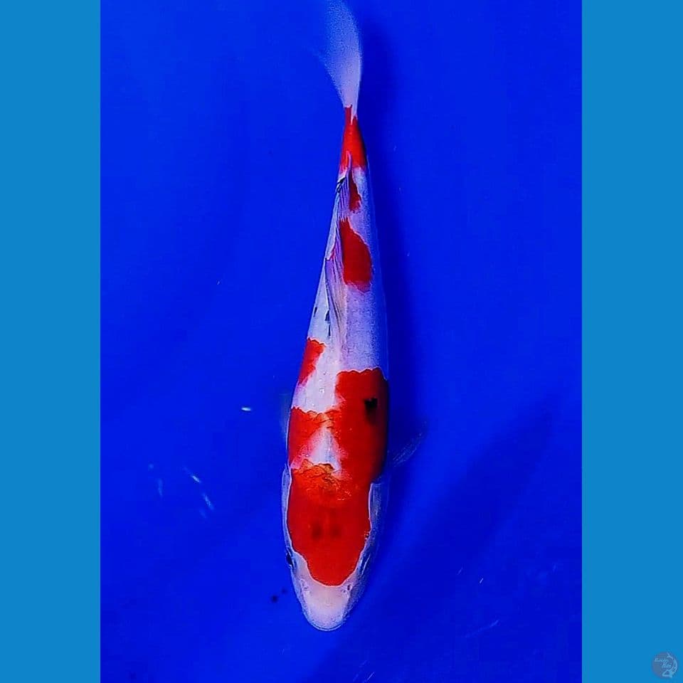 32cm tategoi sanke red strong