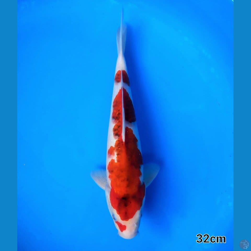 AIGOROMO 32CM MALE