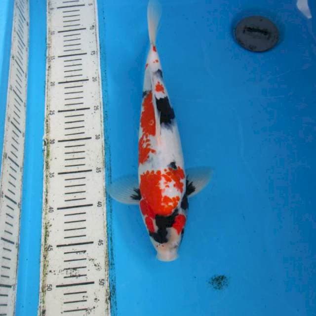 Showa 30 cm