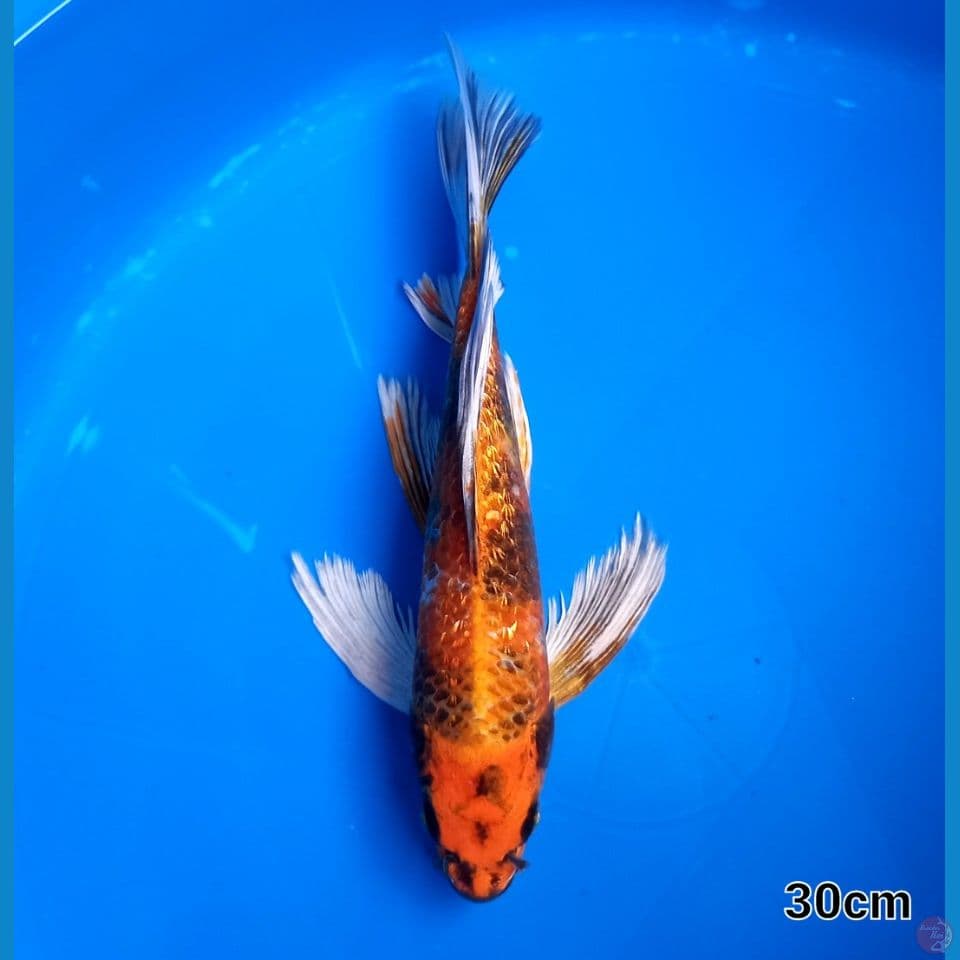 KUMPAI KIN SHOWA 30CM MALE