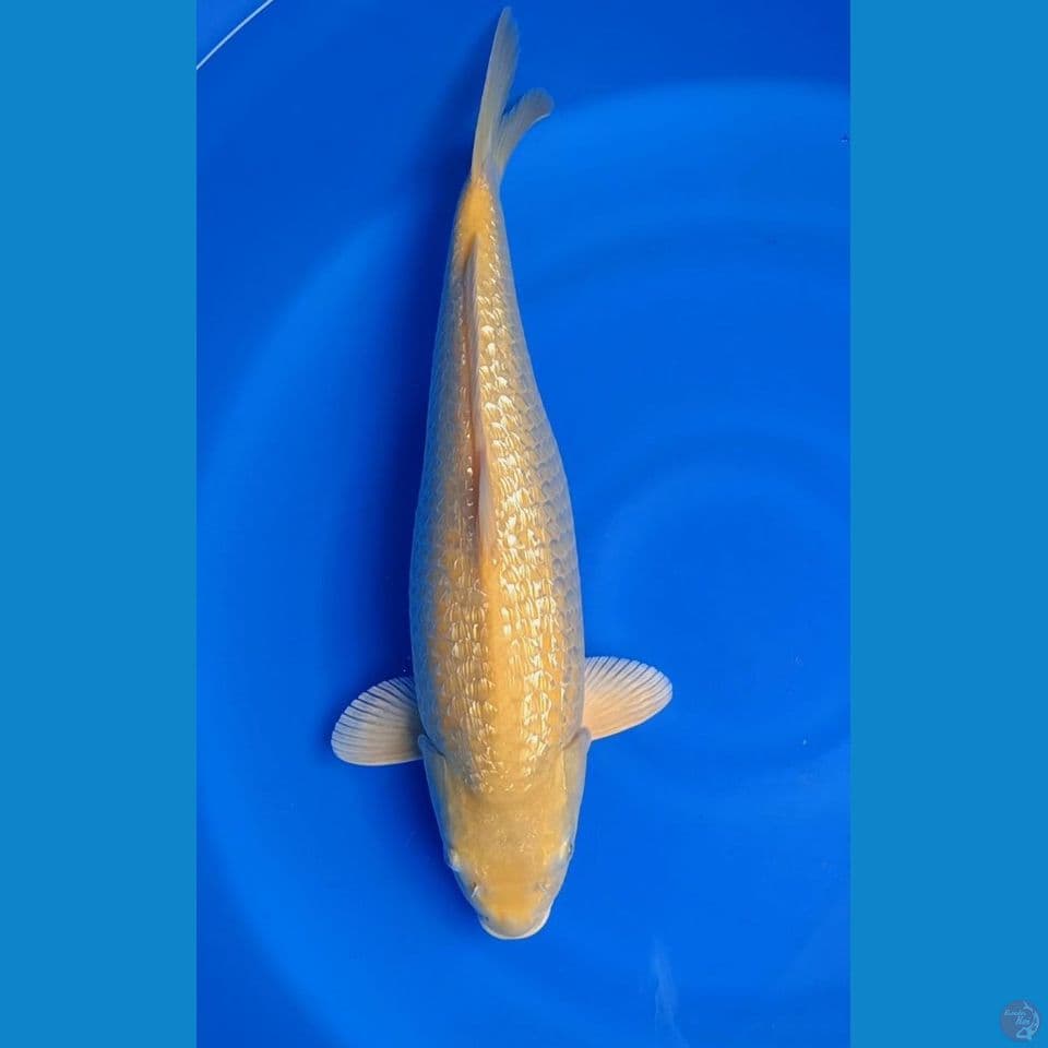 GONRIN KARASHI MATA MERAH F42CM
