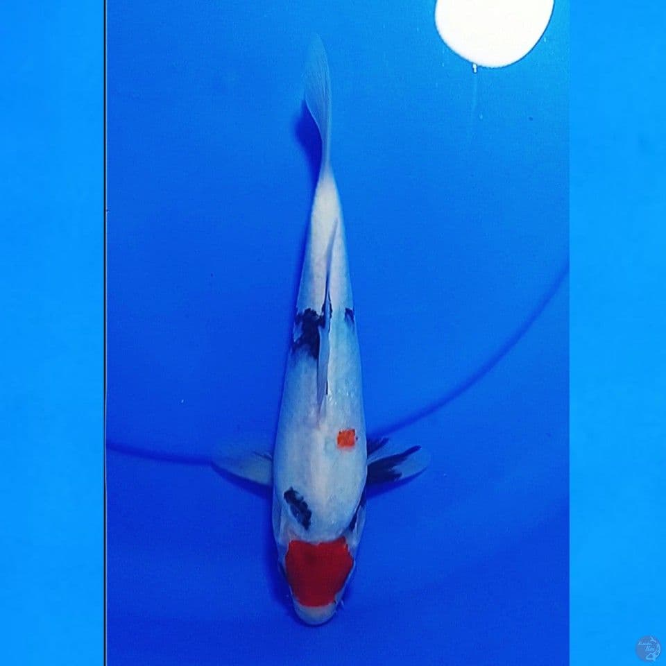 TANCHO SHOWA U25CM