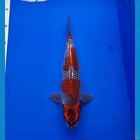 kogane 30cm 