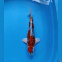 kujaku 40bu (male)