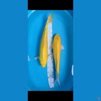 paket yamabuki lemon jumbo
