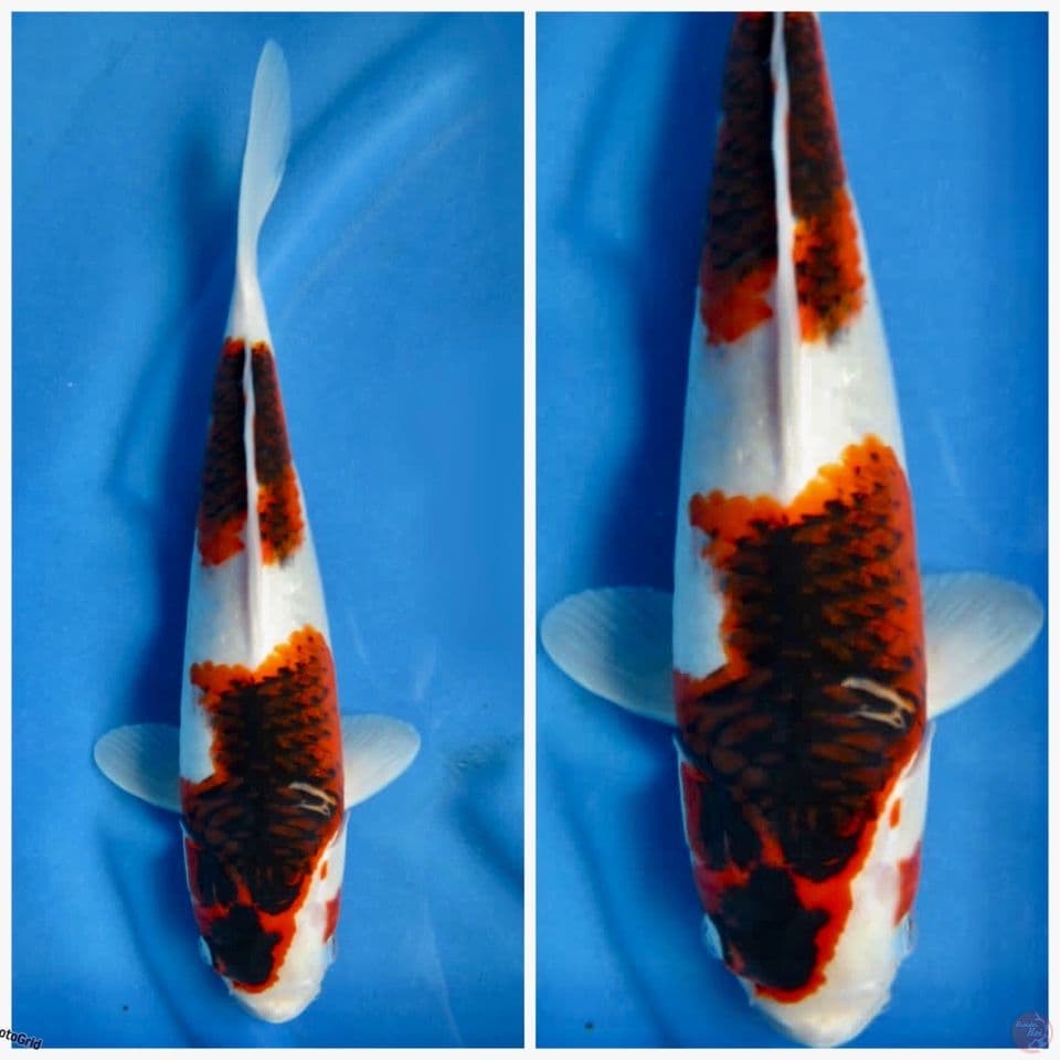 Goromo Ori F1 marusai 35cm 
