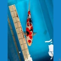 Showa Female 36cm